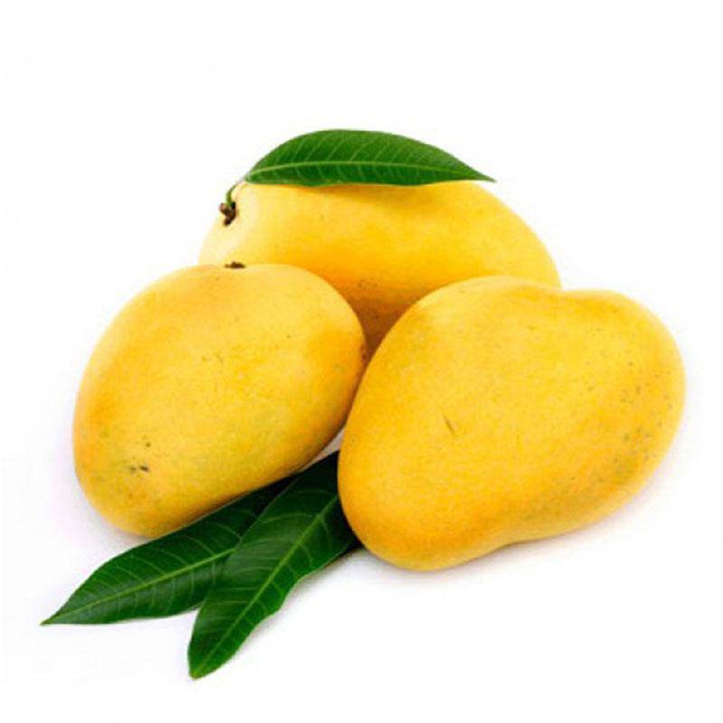 Indian Badami Mango Pack of 12